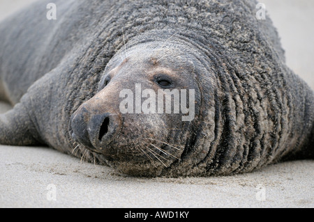 Kegelrobbe (Halichoerus grypus) bull, ritratto Foto Stock