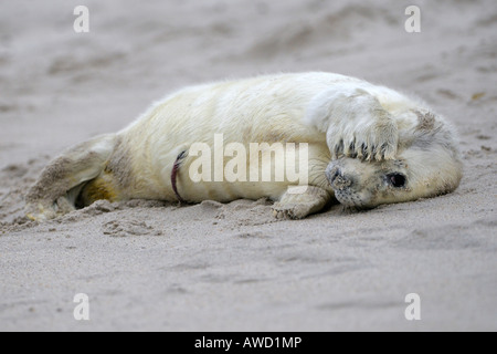 Guarnizione grigio (Halichoerus grypus), un giorno il vecchio giovane, cordone ombelicale ancora visibile. Foto Stock