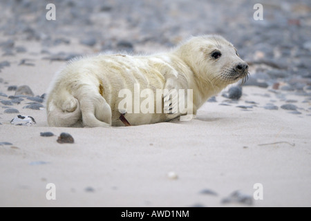 Guarnizione grigio (Halichoerus grypus), un giorno il vecchio giovane, cordone ombelicale ancora visibile. Foto Stock