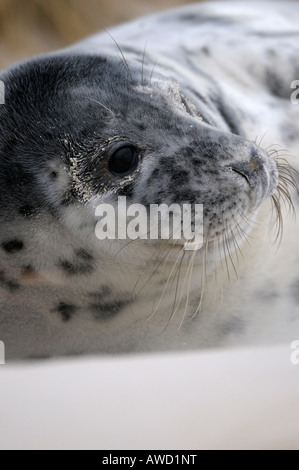 Guarnizione grigio (Halichoerus grypus), giovani che è alcune settimane Foto Stock