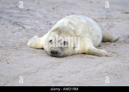 Guarnizione grigio (Halichoerus grypus), neonato Foto Stock