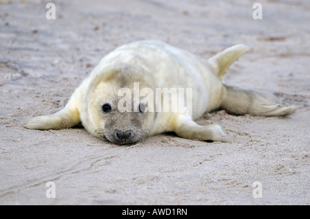 Guarnizione grigio (Halichoerus grypus), neonato Foto Stock