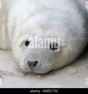 Guarnizione grigio (Halichoerus grypus), giovani, ritratto Foto Stock