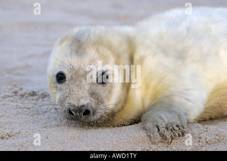 Guarnizione grigio (Halichoerus grypus), giovani, ritratto Foto Stock