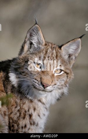 Eurasian (Lynx Lynx lynx) cub, ritratto, Foresta Bavarese, in Baviera, Germania, Europa Foto Stock