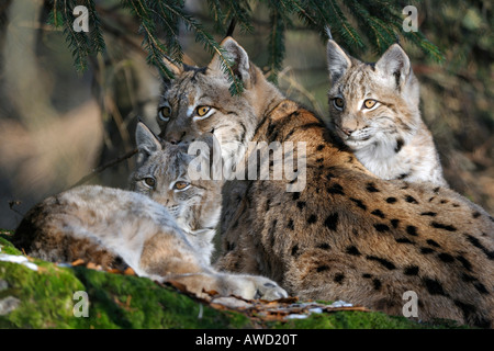 Eurasian (Lynx Lynx lynx) femmina con due cuccioli, Foresta Bavarese, in Baviera, Germania, Europa Foto Stock