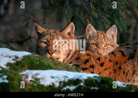Eurasian Linx (Lynx lynx) femmina con cub nella luce della sera, Foresta Bavarese, in Baviera, Germania, Europa Foto Stock