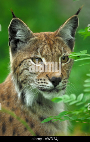 Eurasian (Lynx Lynx lynx) ritratto, Norvegia settentrionale, Scandinavia, Europa Foto Stock