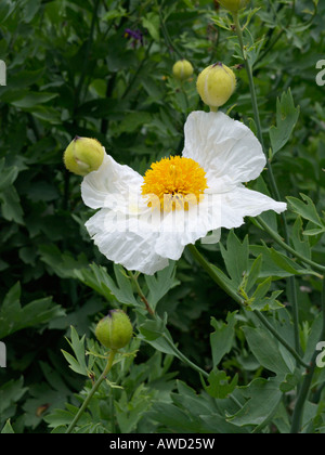 Albero californiano papavero (romneya coulteri) Foto Stock