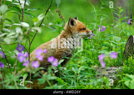 Red Fox pup (Vulpes vulpes vulpes), Norvegia, Scandinavia, Europa Foto Stock