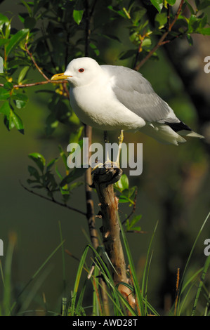 Gabbiano comune o Mew Gull (Larus canus) appollaiato in attesa, Norvegia settentrionale, Scandinavia, Europa Foto Stock