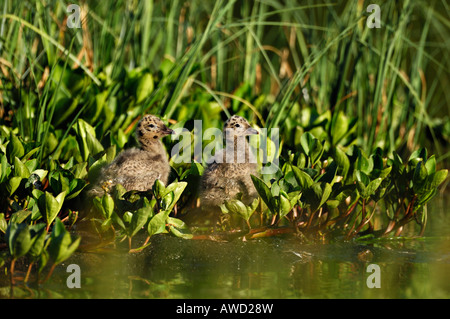 Gabbiano comune o Mew Gull (Larus canus) giovani in appoggio tra Bog-fagioli (Menyanthes trifoliata), Norvegia del nord, in Scandinavia, in Euro Foto Stock