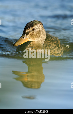 Mallard Duck (Anas platyrhynchos) riflesso in acqua durante il nuoto, Norvegia settentrionale, Scandinavia, Europa Foto Stock