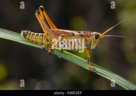 Le pianure gomma Grasshopper (Brachystola magna), Anhinga Trail, Everglades National Park, Florida, Stati Uniti d'America, America del Nord Foto Stock