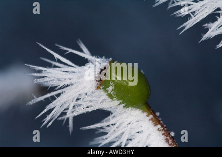 Frost-coperta rosa anca in inverno, cristalli di ghiaccio Foto Stock