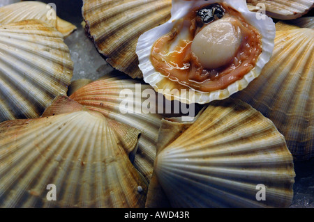 Gusci (Pecten maximus) al mercato, Venezia, Italia e Europa Foto Stock