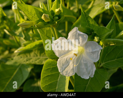 La meraviglia del Perù (Mirabilis Jalapa) Foto Stock