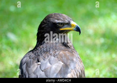 Steppa Eagle (Aquila nipalensis), Hellenthal Zoo, Renania settentrionale-Vestfalia, Germania, Europa Foto Stock