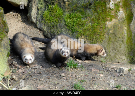 Furetti (Mustela putorius furo) allo zoo in Germania, Europa Foto Stock