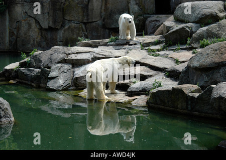 Gli orsi polari (Ursus maritimus), lo Zoo di Berlino, Berlino, Germania, Europa Foto Stock