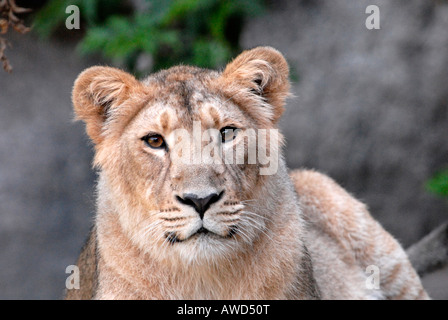 Leonessa (Pathera leo) allo zoo in Germania, Europa Foto Stock