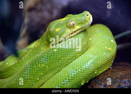 Green Tree Python (Chondropython viridis o Morella viridis) allo zoo in Germania, Europa Foto Stock