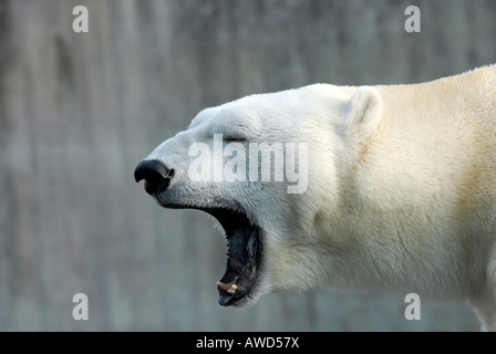 Orso polare (Ursus maritimus) sbadigli allo zoo in Germania, Europa Foto Stock