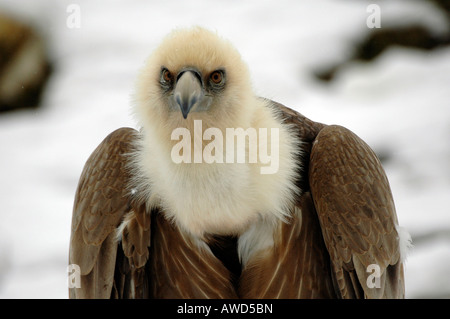 Grifone (Gyps fulvus) allo zoo in Germania, Europa Foto Stock