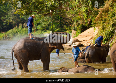 Elephant Camp vicino a Chiang Dao Thailandia Foto Stock