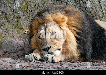 Lion (Panthera leo) allo zoo in Germania, Europa Foto Stock