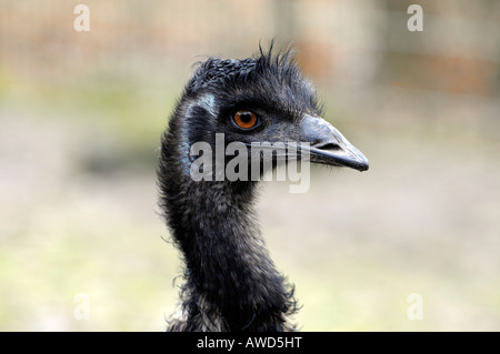 Emu (Dromaius novaehollandiae) allo zoo in Baviera, Germania, Europa Foto Stock