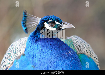 Indian - Blu - o Peafowl comune (Pavo cristatus) allo zoo in Baviera, Germania, Europa Foto Stock