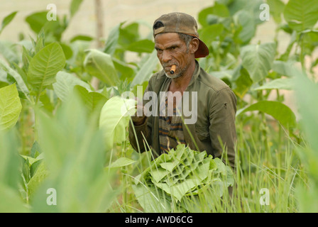 Uomo di fumare una sigaretta durante il raccolto di tabacco a Pinar del Río, Cuba, Caraibi, America Foto Stock