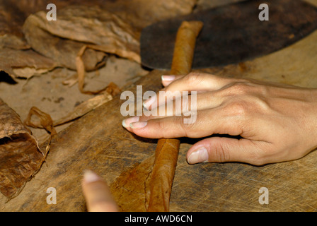 Il sigaro-rotolamento, Pinar del Río, Cuba, Caraibi, America Foto Stock