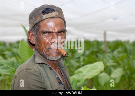 Uomo che indossa il cappuccio di fumare un sigaro durante il raccolto di tabacco a Pinar del Rio, Cuba, Americhe Foto Stock