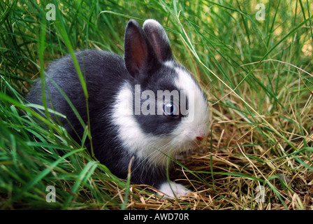 Coniglietto di pasqua tra verde erbe Foto Stock