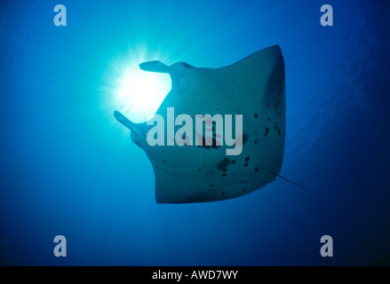 Giant Manta Ray (Manta birostris) in controluce, fotografia subacquea, Oceano Indiano Foto Stock