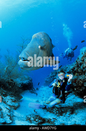 Humphead Wrasse (Cheilinus undulatus) e scuba diver, fotografia subacquea, Oceano Indiano Foto Stock