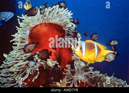 Mar Rosso o Clownfish Red sea Anemonefish o Twoband Anemonefish (Amphiprion bicinctus) e anemone marittimo (Actiniaria), simbiosi, Foto Stock