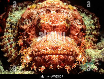 Barbuto Scorfani (Scorpaenopsis barbatus), fotografia subacquea, Oceano Indiano Foto Stock