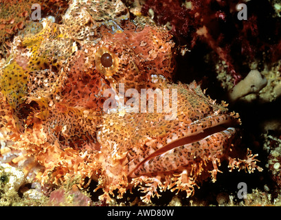 Barbuto Scorfani (Scorpaenopsis barbatus), fotografia subacquea, Oceano Indiano Foto Stock