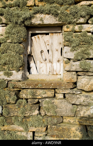 Dh Lichen LICHEN UK licheni su asciutto stonewall fishermans hut Foto Stock