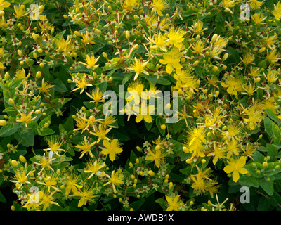 Maleodoranti Iperico (Hypericum hircinum) Foto Stock