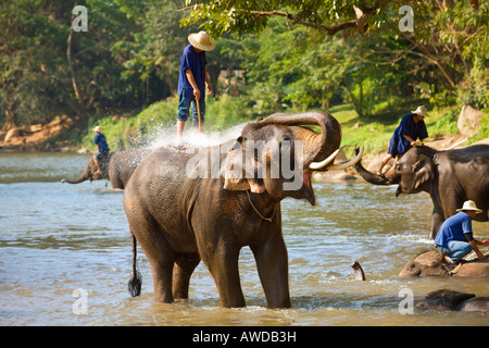 Elephant Camp vicino a Chiang Dao Thailandia Foto Stock