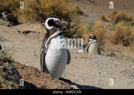 La colonia di pinguini vicino a Caleta Valdés (pinguini di Magellano), Penisola Valdés, Chubut provincia, Patagonia, Argentina Foto Stock