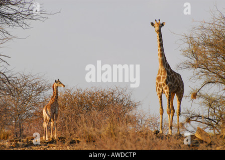 La giraffa madre (Giraffa camelopardalis) con vitello in un gioco agriturismo vicino a Okahandja, Namibia, Africa Foto Stock