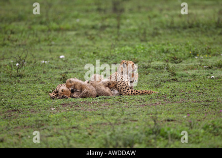 Cheetah madre con i suoi sei giovani cubs sul Serengeti Tanzania Africa orientale Foto Stock