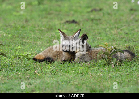 Una coppia di Bat Eared Volpi giacente sul Serengeti in Tanzania Africa orientale con il contatto visivo Foto Stock