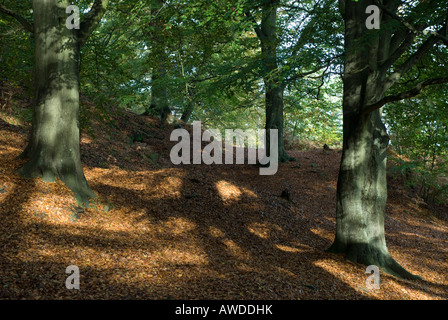 Percorso attraverso Alderley Edge Cheshire circondato da foglie di autunno 2007 Foto Stock