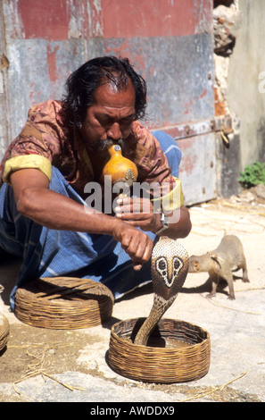 Il serpente incantatore con cobra e mongoose ,Kerala ,Cochin,Ebreo Town,l'India Foto Stock